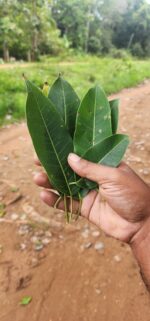 Holoptelea integrifolia