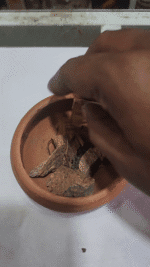 Rare Elephant creeper Root Argyreia populiolia,Woolly Morning Glory {Native} | - Image 2