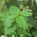 Rare Vernonia zeylanica Dried Leaves/Powder | Papula | Powerful Ayurvedic Herb - Image 3