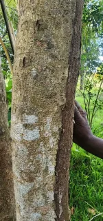 Pericopsis mooniana Dry Leaves Nadun Wood Nandu Tree Dried Leaf Powerful Herb - Image 2