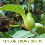 Very Rare Ceylon Ebony Tree Live Fresh Seeds Diospyros ebenum - 500+ Seeds - Image 2