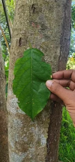 Pericopsis mooniana Dry Leaves Nadun Wood Nandu Tree Dried Leaf Powerful Herb - Image 3