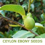 Very Rare Ceylon Ebony Tree Live Fresh Seeds Diospyros ebenum - 500+ Seeds - Image 3