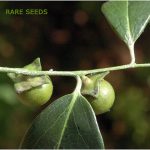 Very Rare Ceylon Ebony Tree Live Fresh Seeds Diospyros ebenum - 500+ Seeds - Image 4