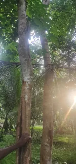 Pericopsis mooniana Dry Leaves Nadun Wood Nandu Tree Dried Leaf Powerful Herb - Image 5