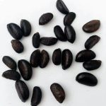 Very Rare Ceylon Ebony Tree Live Fresh Seeds Diospyros ebenum - 500+ Seeds - Image 5