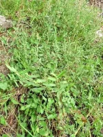 Rare Dried Alysicarpus vaginalis Alyce Clover Whole Plant Jamaican Herbal Tea - Image 2