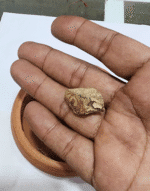 Rare Elephant creeper Root Argyreia populiolia,Woolly Morning Glory {Native} | - Image 3