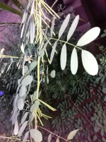 Pure Indigo Whole Plant for Hair Growth {Indigofera tinctoria} Skin Health - Image 3