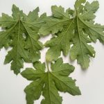 Bitter Gourd Leaves