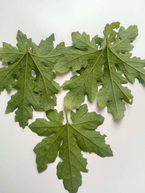 Bitter Gourd Leaves