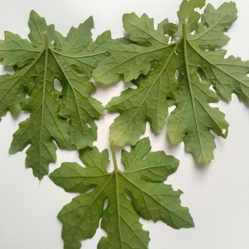 Trust is First 28 Bitter Gourd Leaves