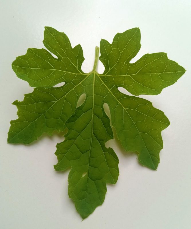 Bitter Gourd Leaves: Unveiling the Green Powerhouse for Your Health 4 Bitter Gourd