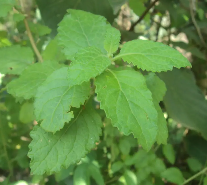 Vernonia zeylanica