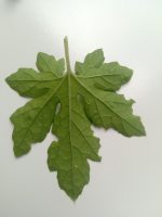 Dried Bitter Gourd Leaves  40 Leaves Organic 100% Natural Momordica charantia - Image 5