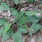 Trichopus zeylanicus plant