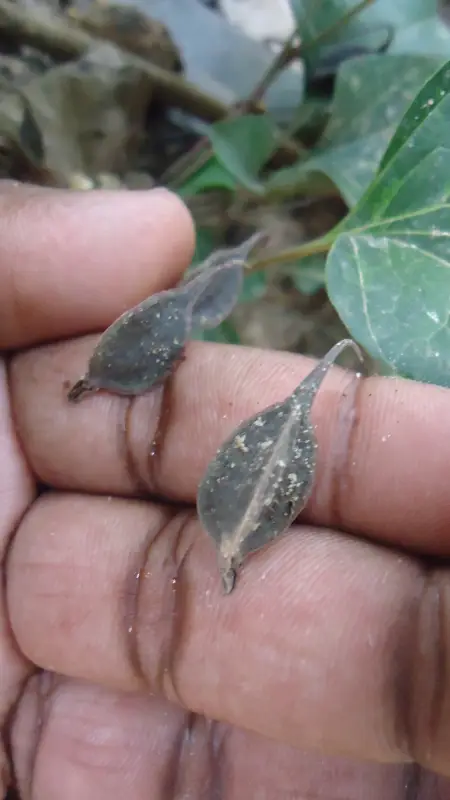 Trichopus zeylanicus plant