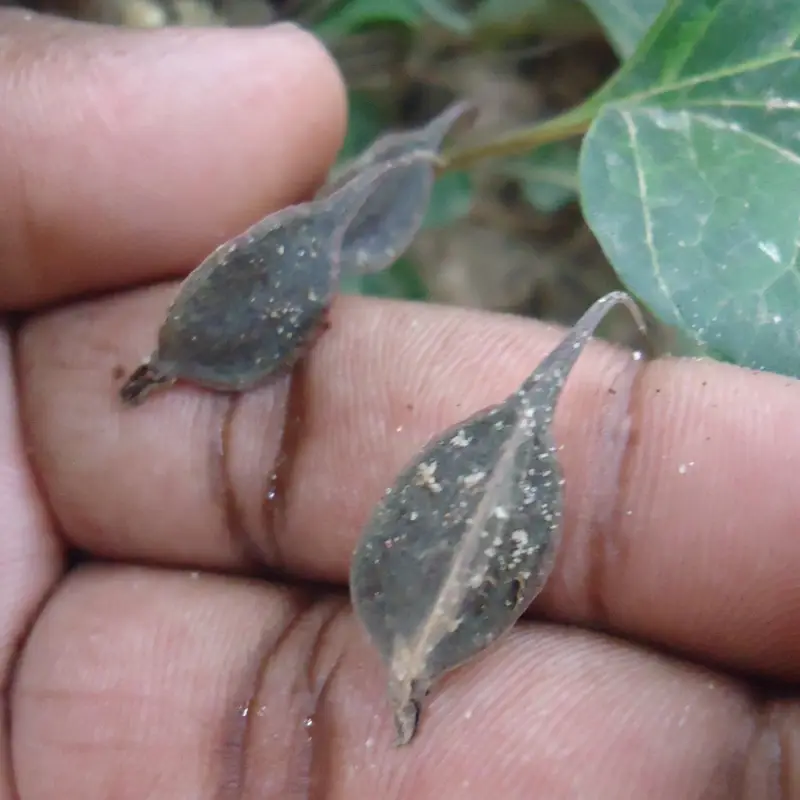 Trust is First 51 Trichopus zeylanicus plant