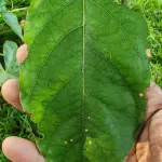 Pericopsis mooniana
