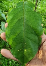Pericopsis mooniana