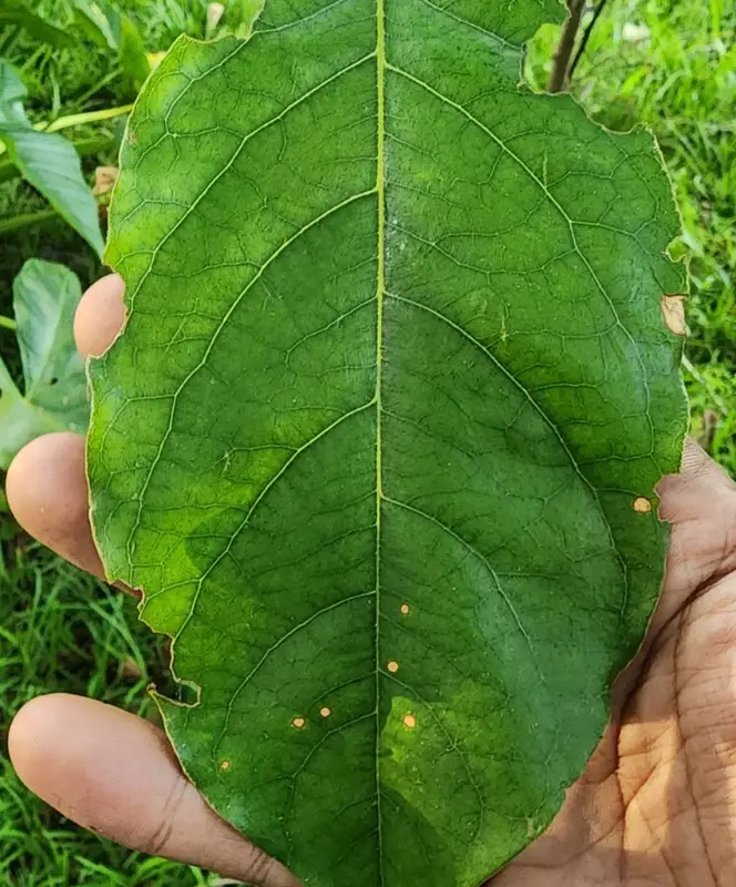 Pericopsis mooniana