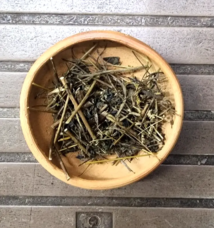 Trust is First 42 Indigofera tinctoria