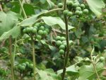 Turkey Berry Seeds for Planting  Sri Lanka 100% Natural Organic Solanum Torvum - Image 4