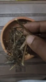 Pure Indigo Whole Plant for Hair Growth {Indigofera tinctoria} Skin Health - Image 2