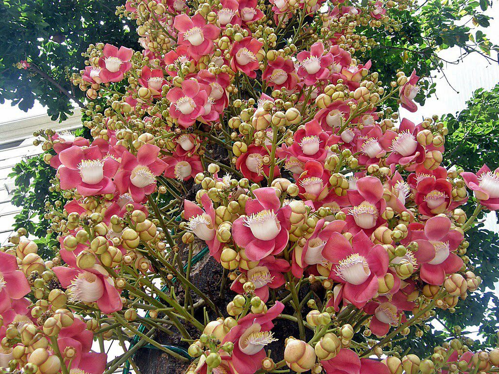 Power of Dried Cannonball Flowers: Uses, Health Benefits, and Scientific Insights 1 Cannonball