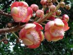 Dried Cannonball Tree Flowers