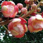 Dried Cannonball Tree Flowers