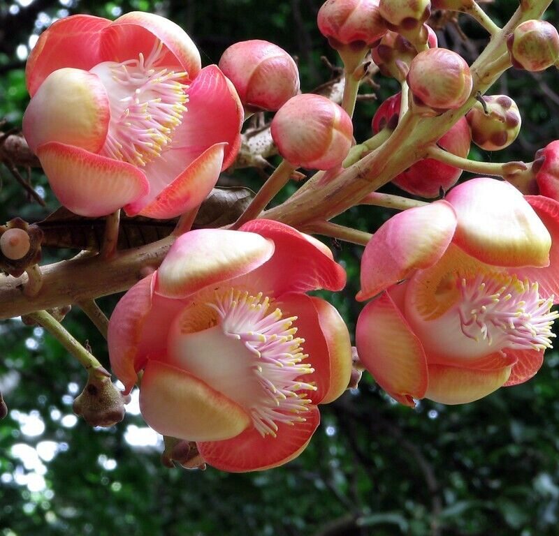 Trust is First 20 Dried Cannonball Tree Flowers