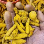 Turmeric Root