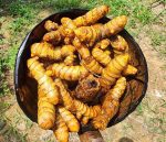 Peeled Turmeric Root Cuts (Dried) Homemade Curcuma Longa Spice Tumeric Cúrcuma - Image 4