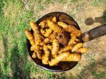 Peeled Turmeric Root Cuts (Dried) Homemade Curcuma Longa Spice Tumeric Cúrcuma - Image 5