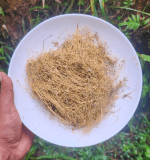 Oldenlandia Corymbosa