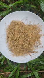 Oldenlandia Corymbosa plant