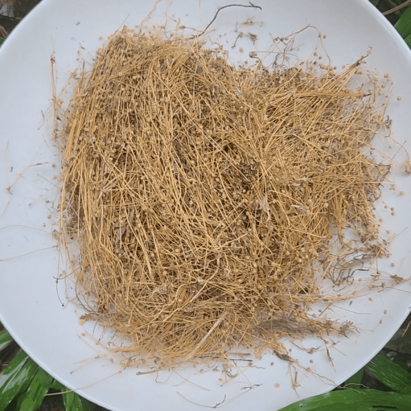Trust is First 19 Oldenlandia Corymbosa plant
