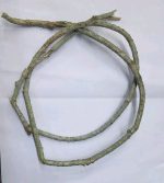 Tinospora Cordifolia Stem