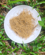 Oldenlandia Corymbosa flower