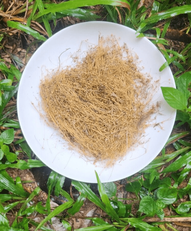 Oldenlandia Corymbosa flower