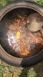 Peeled Turmeric Root Cuts (Dried) Homemade Curcuma Longa Spice Tumeric Cúrcuma - Image 2