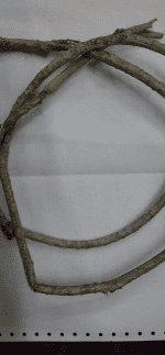 Organic Heart Leaved Mooseed Tinospora cordifolia Stem Roots Cuts Giloy Gudichi - Image 2