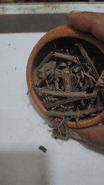 Natural Organic India Tulsi-Holy Basil Whole Plant Dried Cut Rama Krishna Ocimum sanctum - Image 2