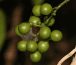 Organic Heart Leaved Mooseed Tinospora cordifolia Stem Roots Cuts Giloy Gudichi - Image 4