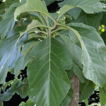 teak leaves
