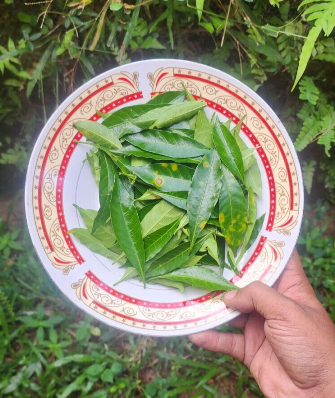 5 Powerful Health Benefits of Crape Jasmine Leaves 3 Crape Jasmine