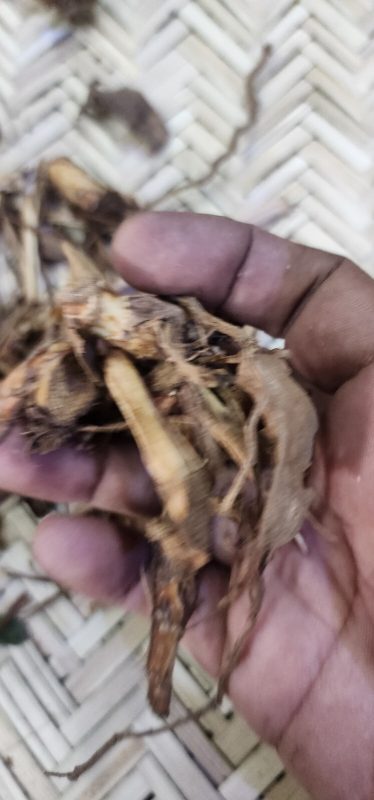 Ultimate Health Benefits of Lesser Galangal / Snap Ginger (Alpinia calcarata) 3 s l1600 102