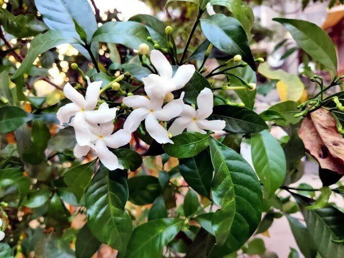 5 Powerful Health Benefits of Crape Jasmine Leaves 1 Crape Jasmine