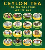 Dilmah Premium Quality Ceylon Tea Bags 100 Tea Bags - Image 4